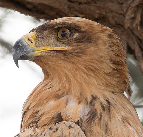 Tawny Eagle head
